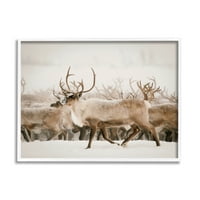 Stupell elk stado snježne zimske scene životinje i insekti fotografija bijela uokvirena umjetnička print zidna umjetnost