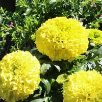 Stručni vrtlari na otvorenom živa biljka žuta ili narančasta afrička marigold 12 - 16 visok, 1G ukrasni lonac
