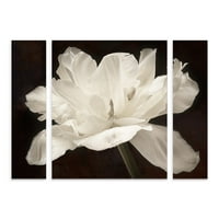 Zaštitni znak Fine Art 'White Tulip I' Multi-Panel Canvas Art Set by Cora Niele