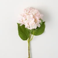 21 h Sullivans pravi dodir blijedo ružičasta hortenzija; ružičasta