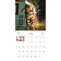 Zidni kalendar mačke na mačjoj metvi