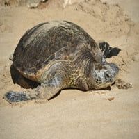 Zelena morska kornjača na Plaži Laniakea, Oahu, Havaji. Ispis plakata iz
