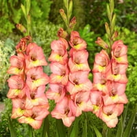 Garden State žarulja Gladiolus Dandy cvjetne žarulje