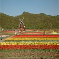 Poster galerije 24 M. 36, polje tulipana, Kamiubetsu, Hokkaido, Japan