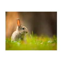 Robert Adamec 'Rabbit' platno umjetnost