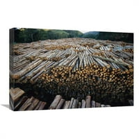 C. drvo gume, najveći svjetski izvor celuloze eukaliptusa za proizvodnju papira, atlantska šuma, Brazil umjetnički tisak-Mark Moffett