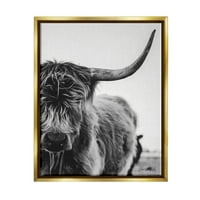 Stupell Industries Highland Cow Stock Rog Blisko up spokojna fotografija fotografija metalno zlato plutajuće uokvireno platno tiskanje