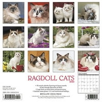 Willow Creek Press Ragdoll Mačke zidne kalendar